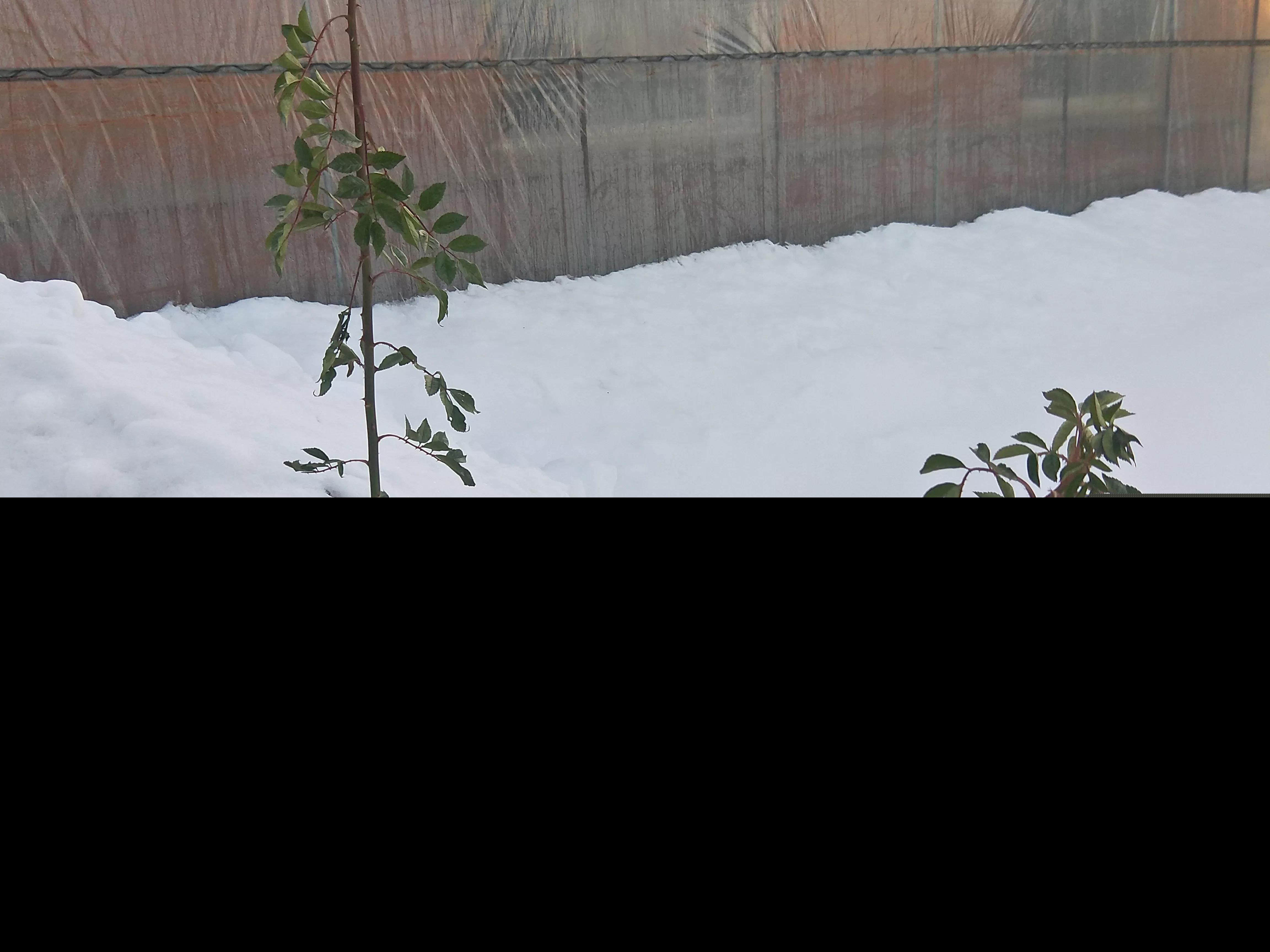 关于雪的古诗有哪些（雪的经典古诗） 第1张