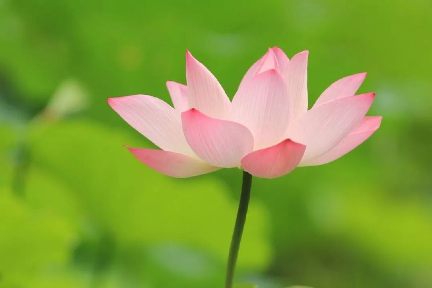 唯美古诗词经典名句（淡雅唯美古风意境句子） 第3张
