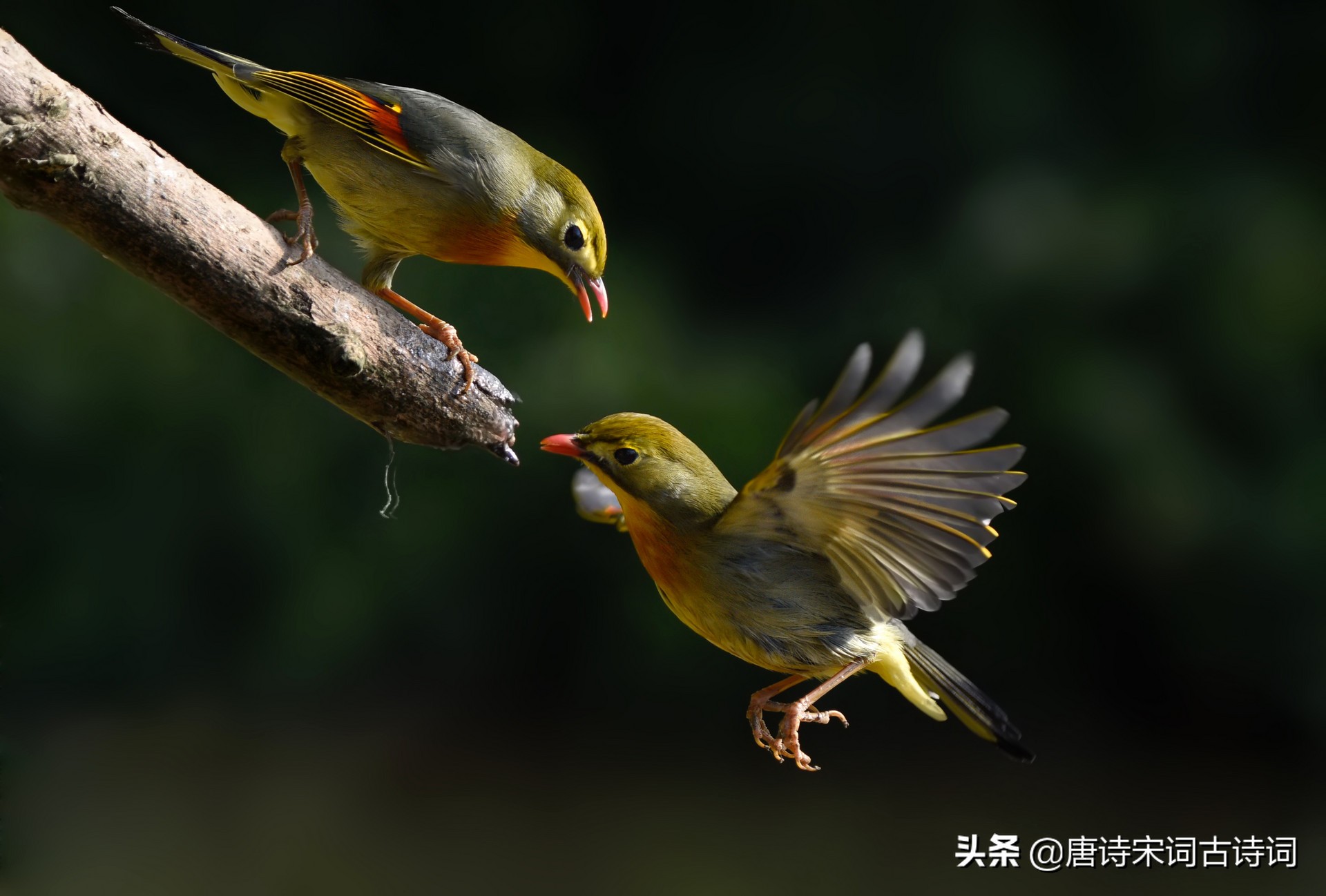 关于动物的古诗有什么（描写动物的诗词欣赏） 第3张