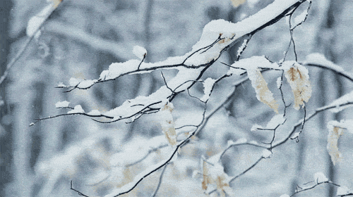 描写大雪纷飞的诗句（赞美大雪纷飞的比喻诗句） 第15张