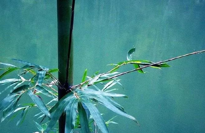 描写清明节的诗句佳句（赞美清明节的诗歌） 第13张