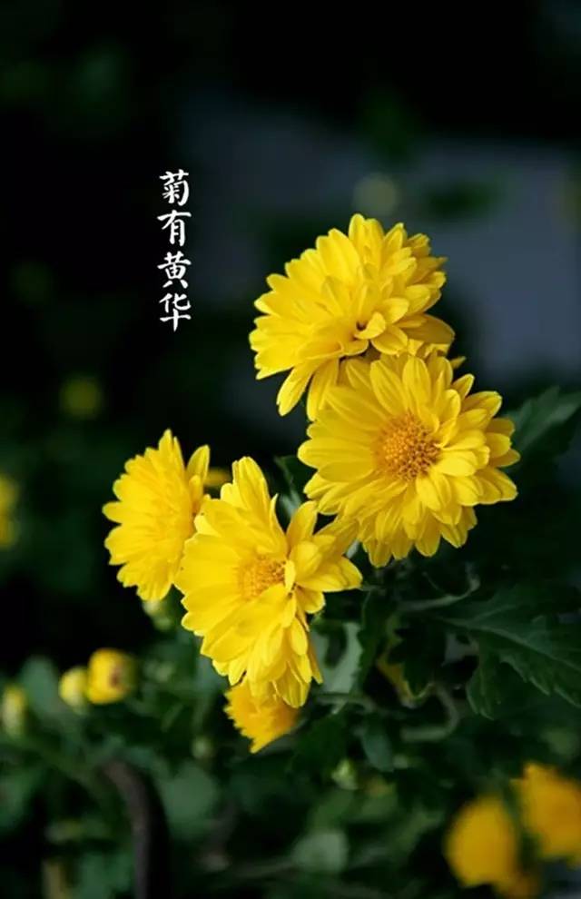 千古绝句最美宋词（宋词十首巅峰之作） 第11张