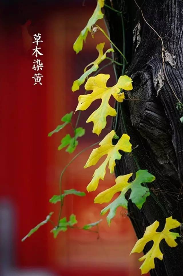 千古绝句最美宋词（宋词十首巅峰之作） 第23张