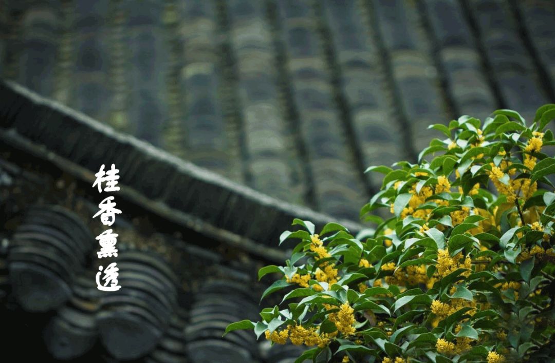 千古绝句最美宋词（宋词十首巅峰之作） 第25张