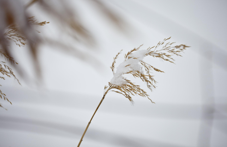 下雪的诗句唯美（下雪的唯美诗句古诗） 第19张