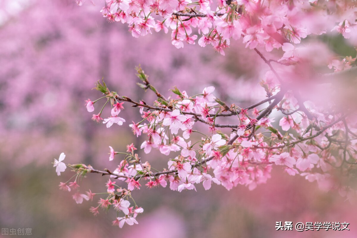 形容春天的诗句唯美（摘抄春天的优美句子） 第3张