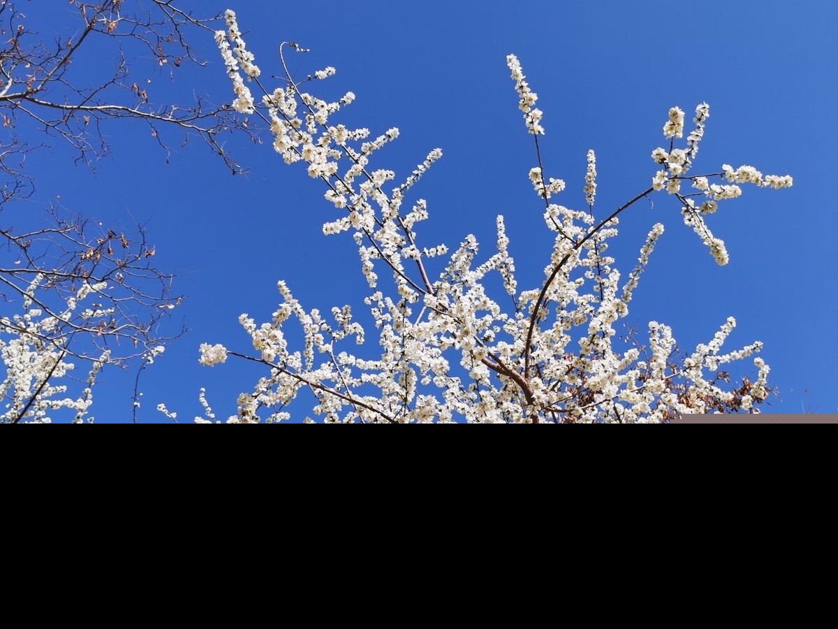 形容春天的诗句唯美（摘抄春天的优美句子） 第19张