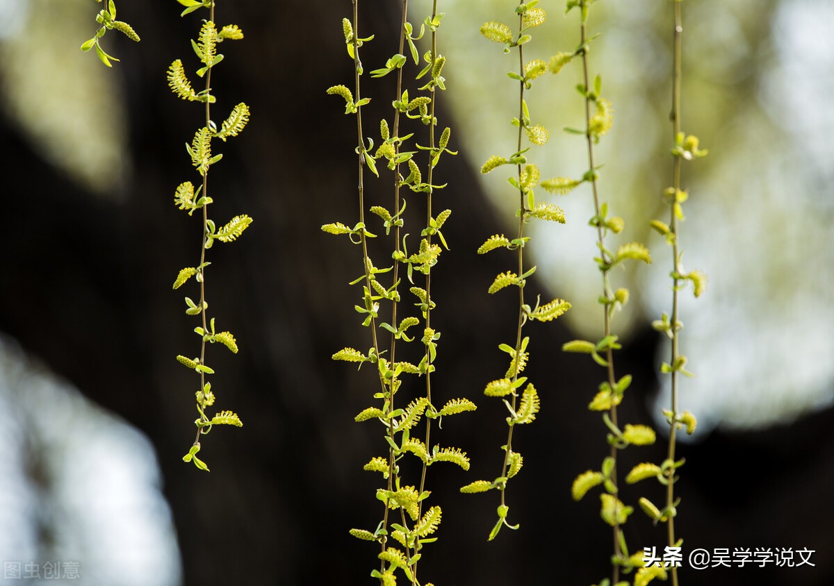 形容春天的诗句唯美（摘抄春天的优美句子） 第21张