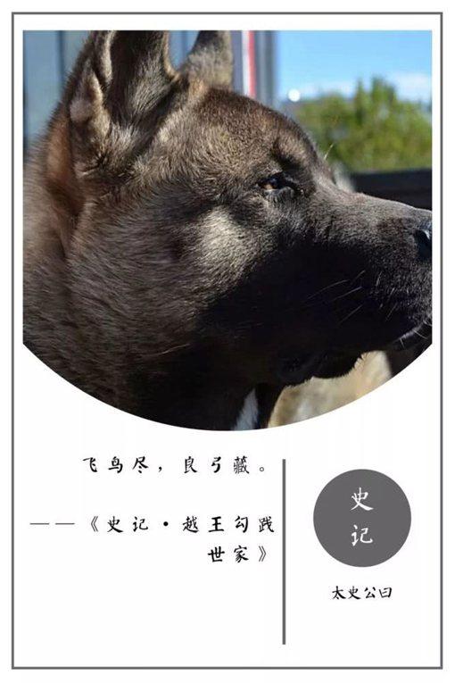 史记名句摘抄及翻译（史记名言警句及赏析） 第33张