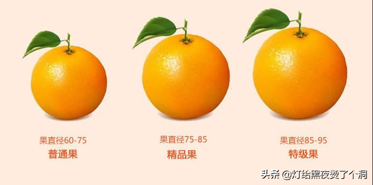 中国地理标志产品——奉节脐橙！（重庆的脐橙之乡） 第9张