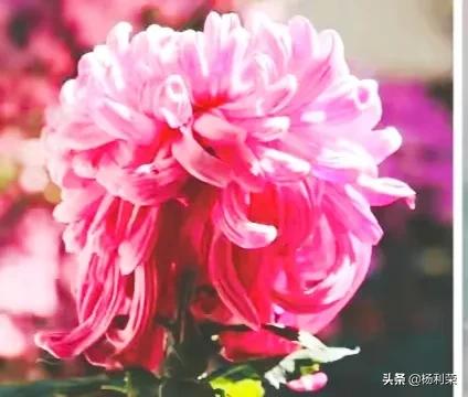 描写三峡的诗句有哪些（关于三峡的古诗整首） 第9张