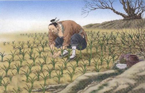 揠苗助长文言文翻译（揠苗助长文言文道理） 第7张