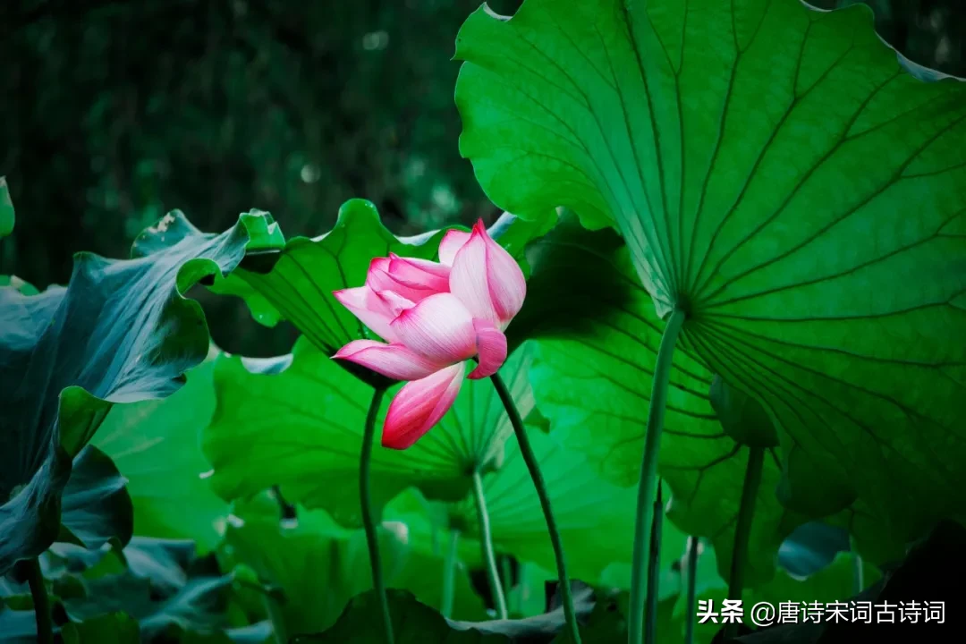 立夏诗句古诗大全（描写立夏的优美句子） 第9张