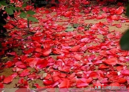 关于花的诗句古诗（与花有关的古诗赏析） 第3张