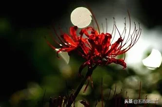彼岸花的诗句悲伤（彼岸花的最有名的诗） 第9张