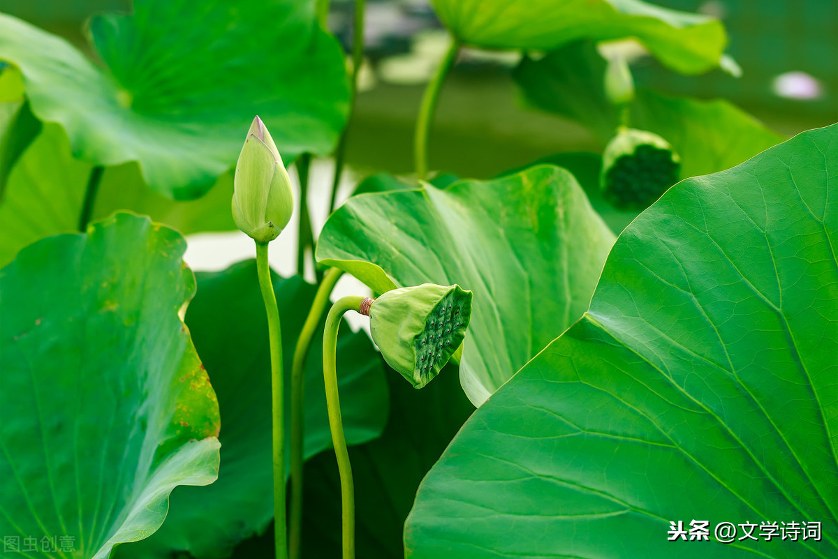 古诗江南汉乐府（江南古诗赏析注释） 第1张