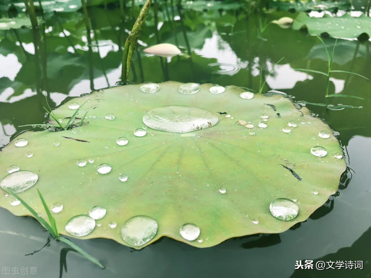 古诗江南汉乐府（江南古诗赏析注释） 第3张