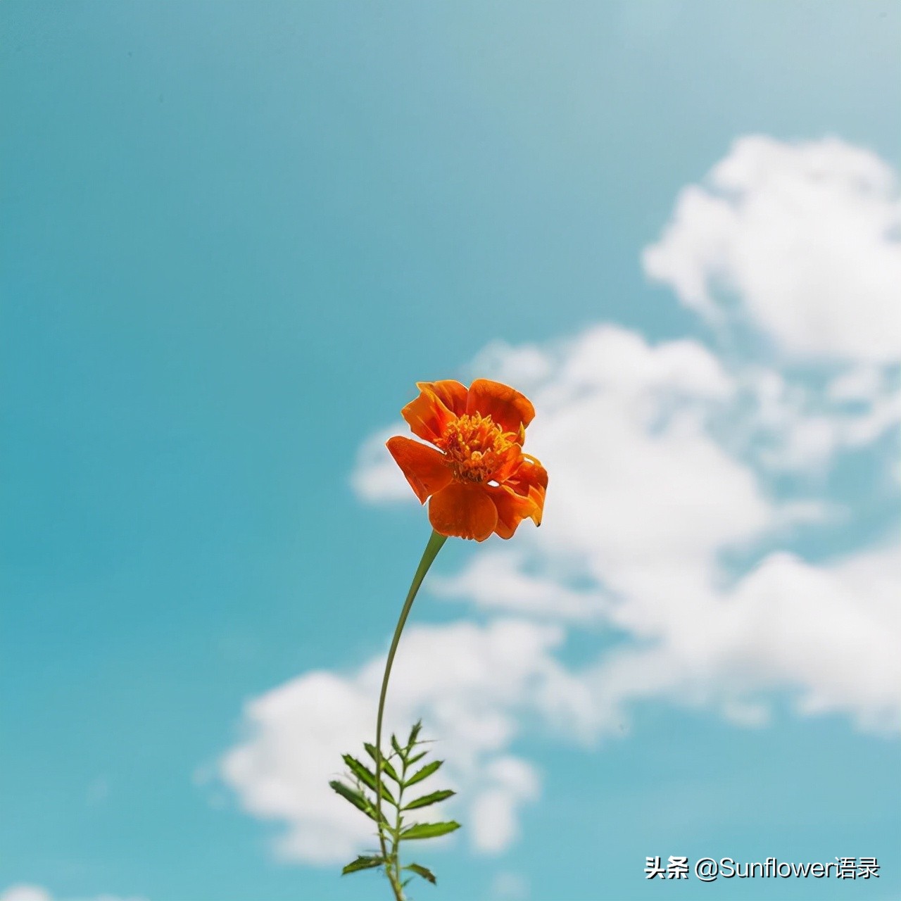 激励上进正能量句子（鼓励人的暖心话语） 第7张