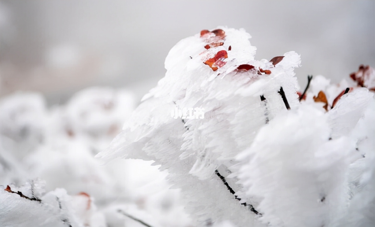 初雪的诗句唯美（风雪的浪漫唯美诗句） 第11张
