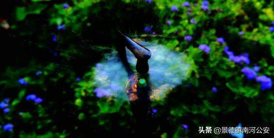 写夏天的诗句有哪些（夏天的诗句大全集） 第9张