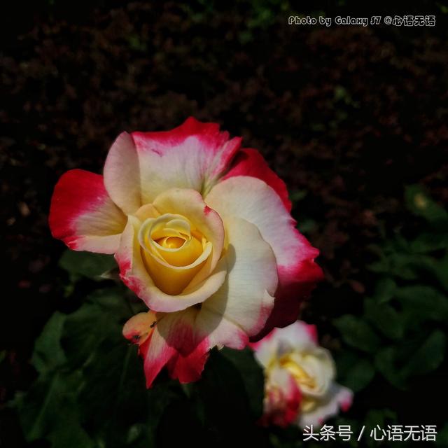 原来北京的市花是它！ 第1张