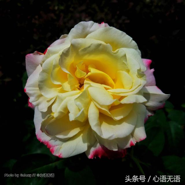 原来北京的市花是它！ 第3张