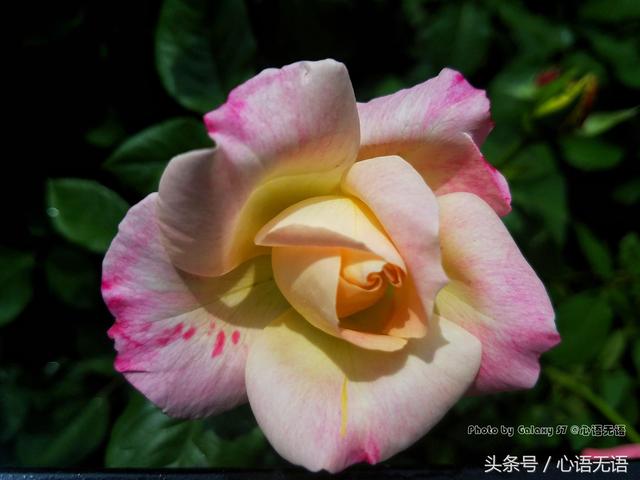 原来北京的市花是它！ 第5张