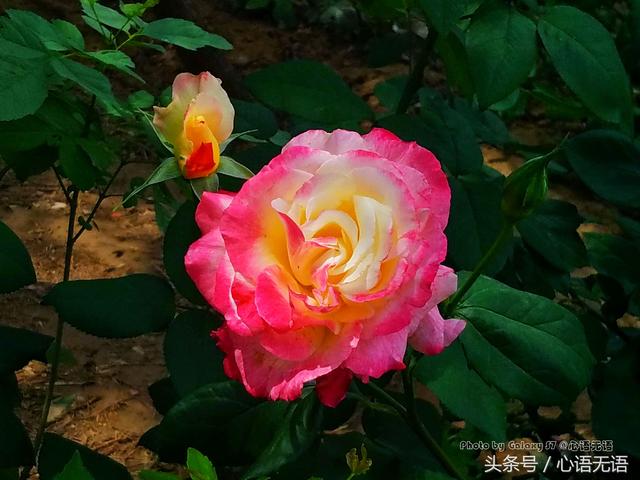 原来北京的市花是它！ 第7张