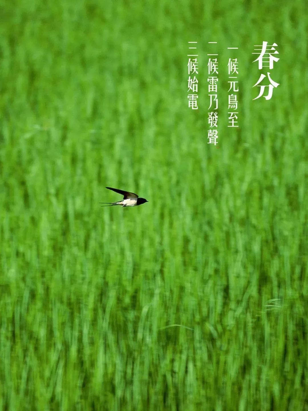 描绘春天美景的古诗（描写春天景色的古诗） 第31张
