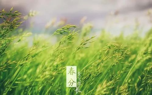 描绘春天美景的古诗（描写春天景色的古诗） 第39张
