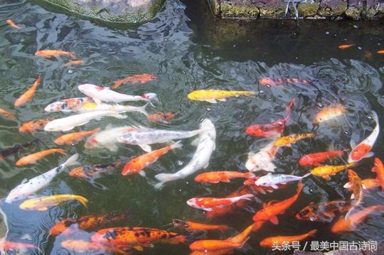 柳宗元小石潭记写作背景（小石潭记原文及翻译注解） 第5张