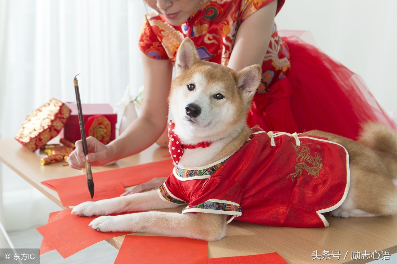 狗年祝福语（狗年的吉祥语四字词语） 第9张