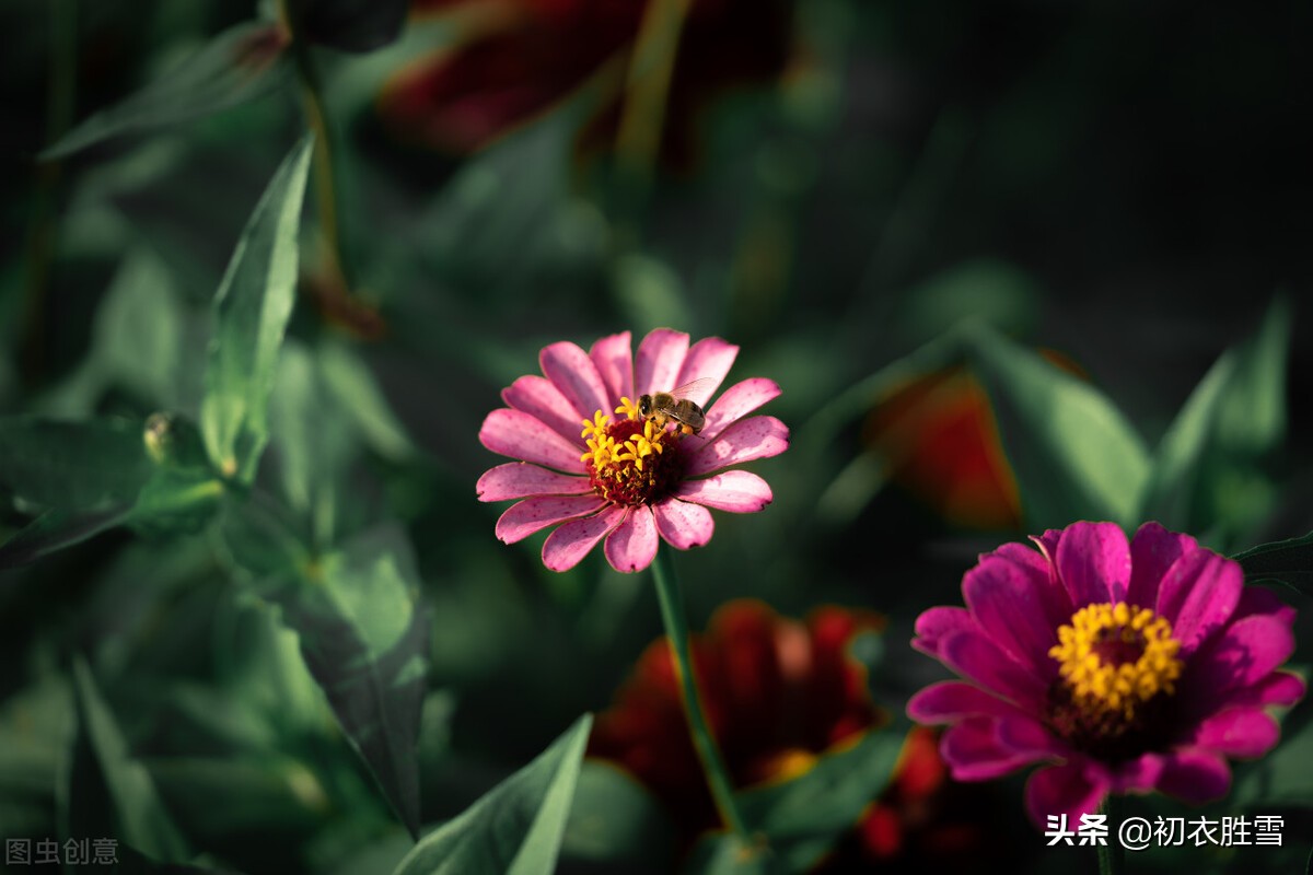 关于十月的诗句有哪些（赞美金秋十月的诗句散文） 第3张