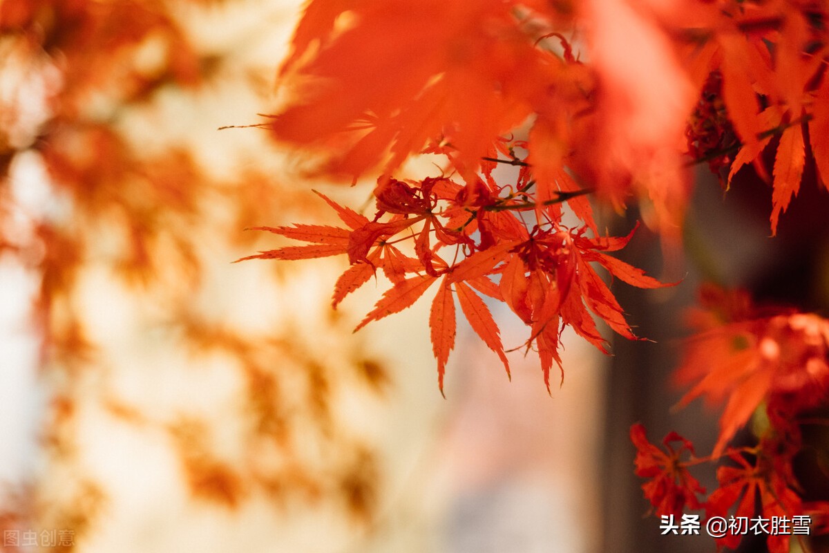 关于十月的诗句有哪些（赞美金秋十月的诗句散文） 第9张