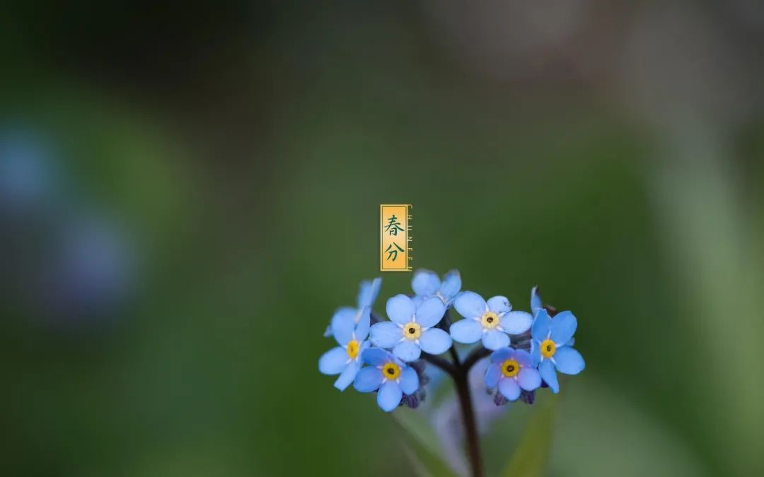 春分的诗句古诗名句（关于立春的古诗） 第1张