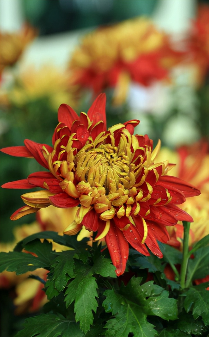 关于菊花的诗句古诗（赞美菊花的诗句） 第27张