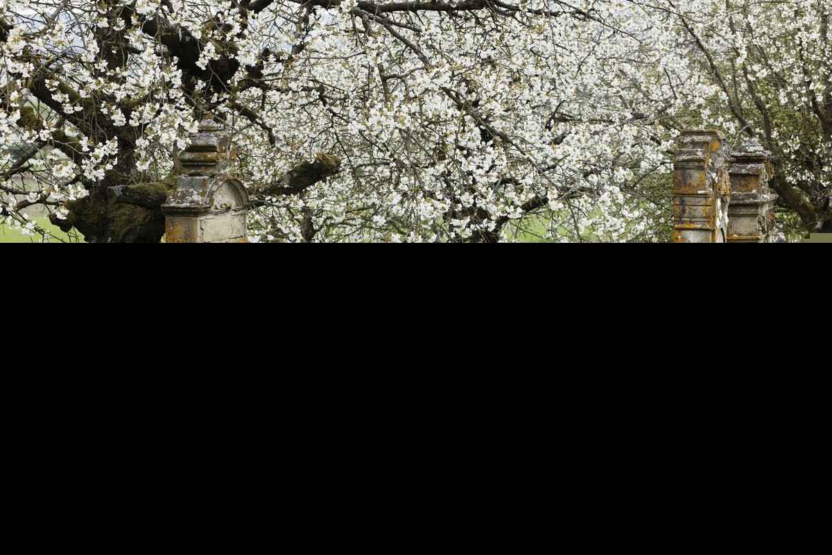 关于清明节的诗句有哪些（最有名的清明节古诗） 第13张