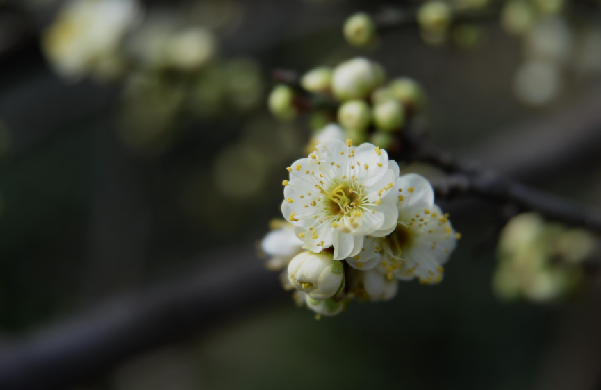 梅花的句子唯美短句（赞美梅花的优美诗句） 第33张