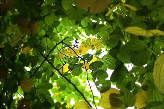 关于立秋唯美诗句（赞美立秋的优美诗词鉴赏） 第11张