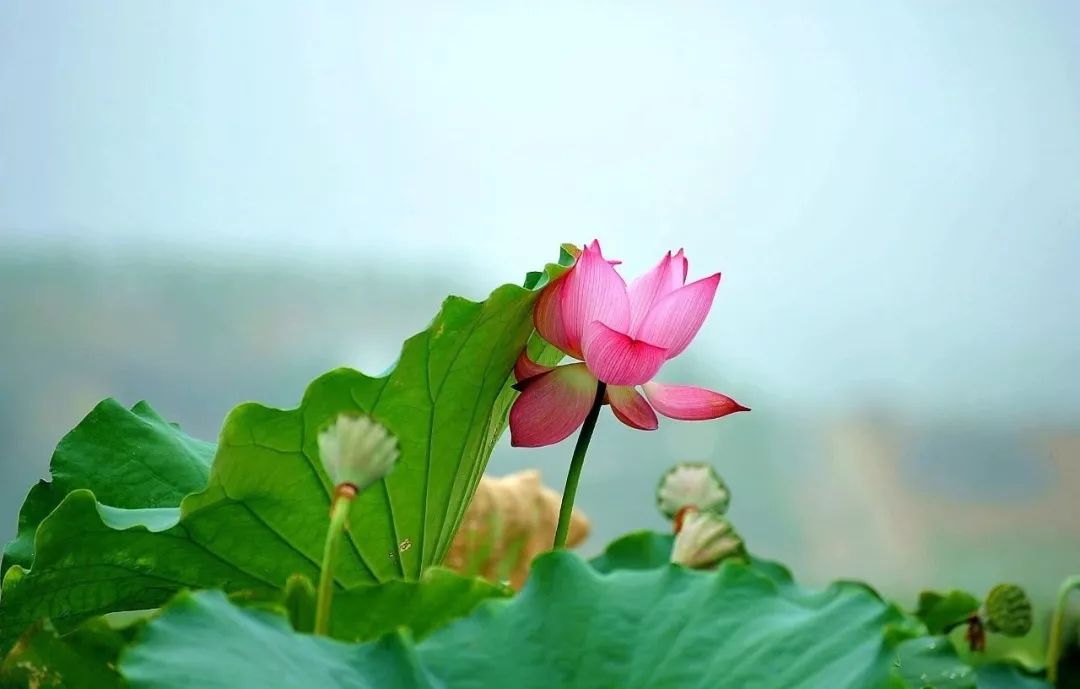 关于立秋唯美诗句（赞美立秋的优美诗词鉴赏） 第61张