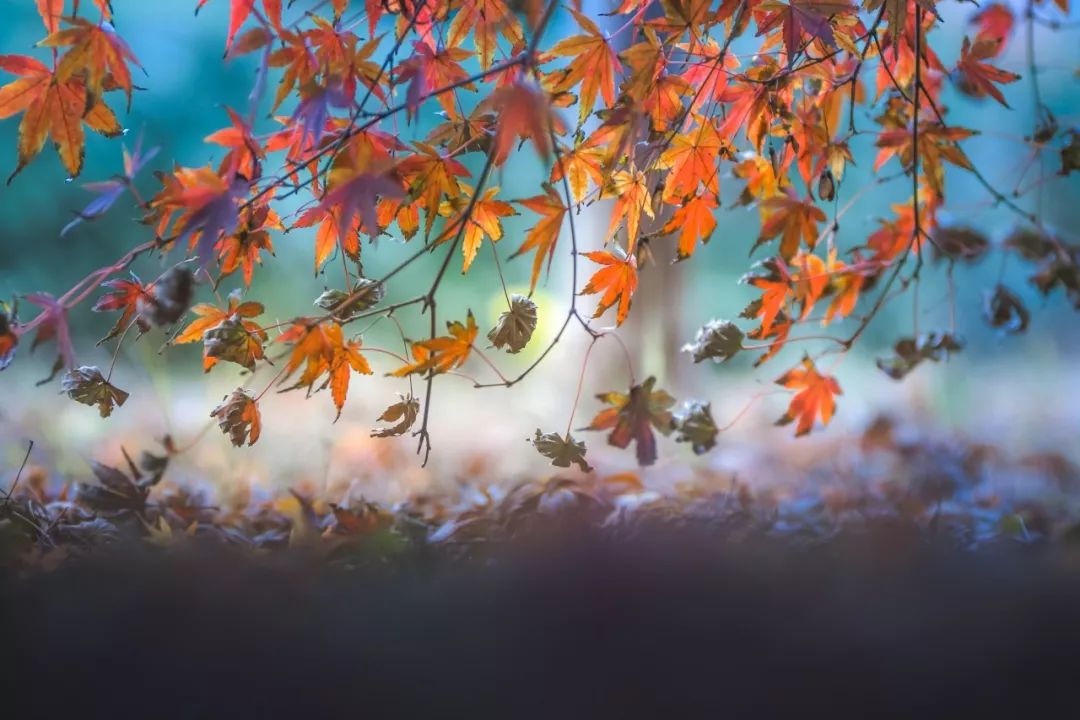 描写秋景古诗词经典（关于写秋景的诗句） 第11张