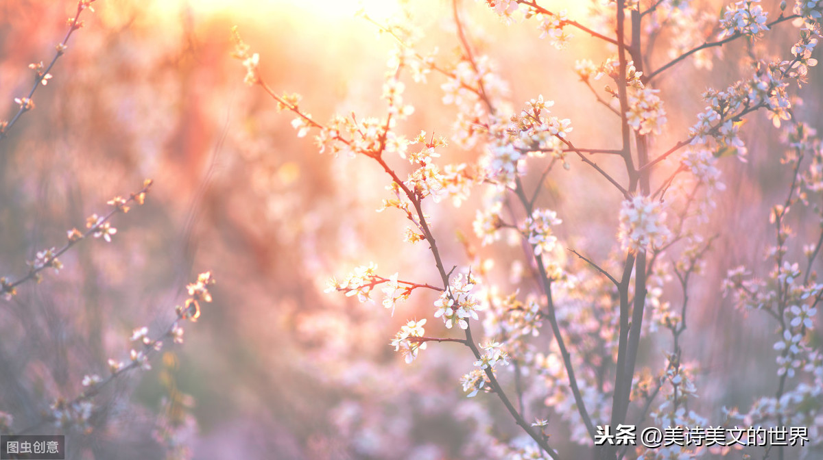 席慕容的诗歌代表作（席慕容最著名的一首诗） 第7张