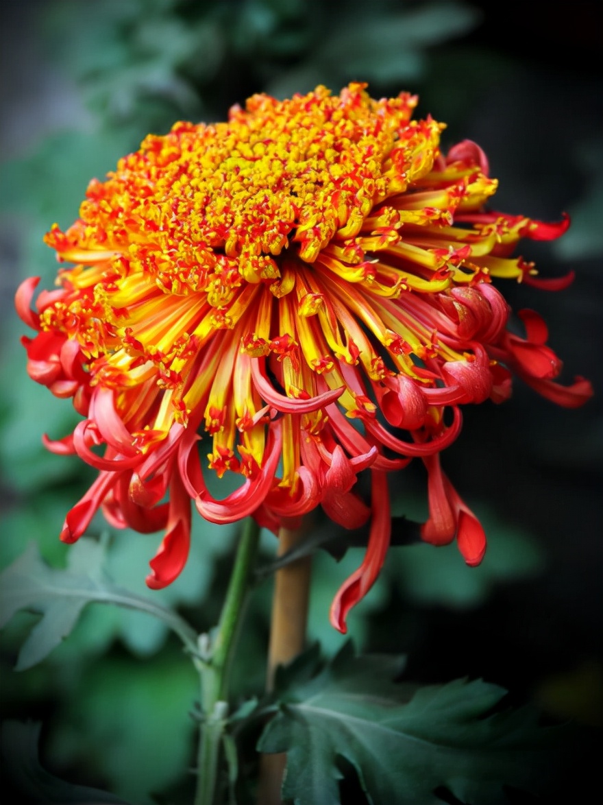 写菊花的诗句有哪些（描写菊花的诗词欣赏） 第3张