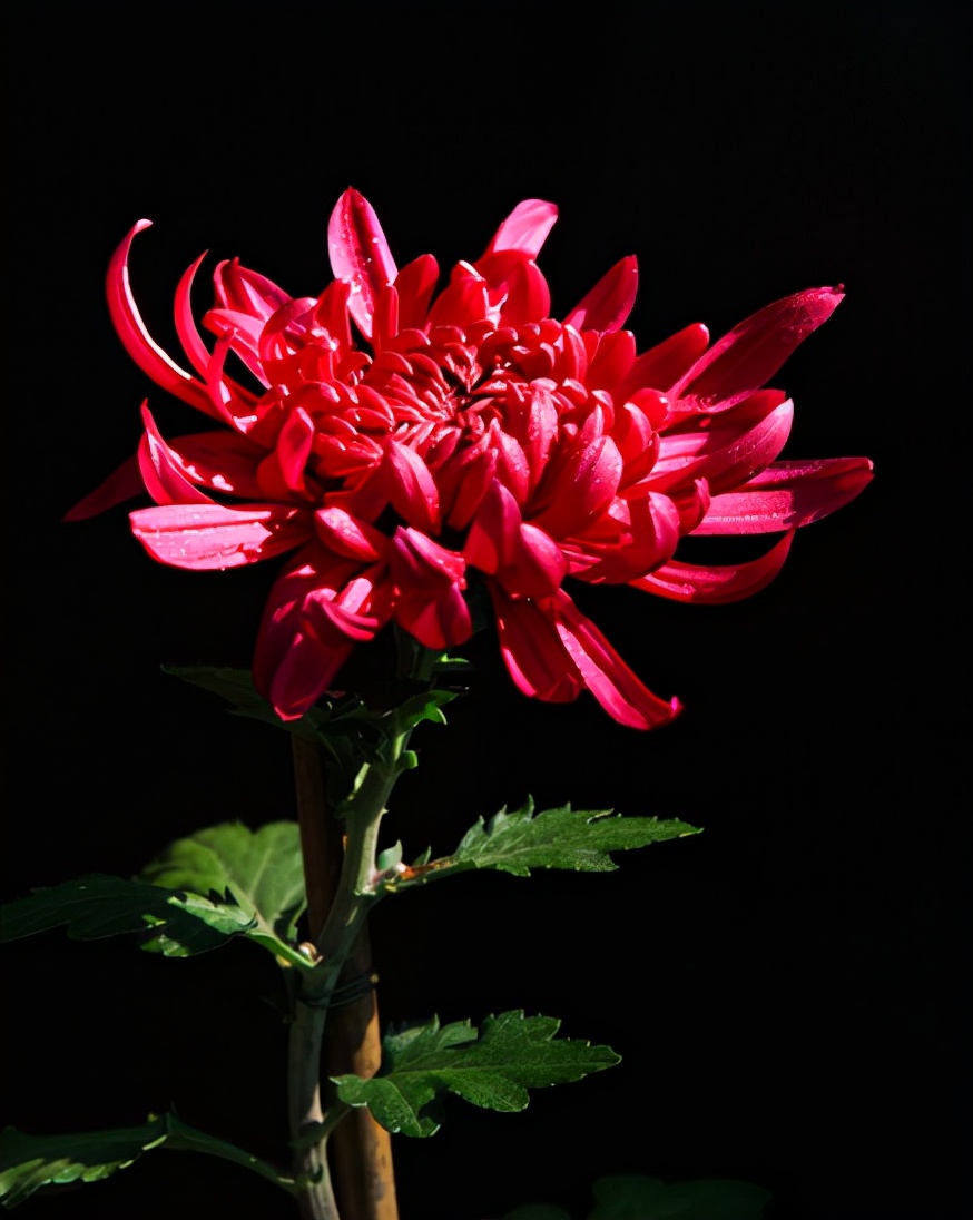 写菊花的诗句有哪些（描写菊花的诗词欣赏） 第25张