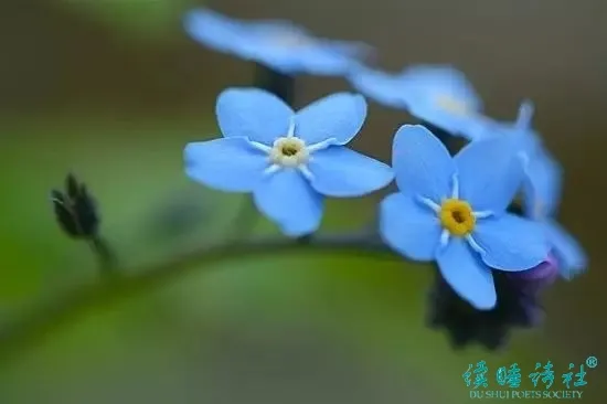 戴望舒的诗有哪些（戴望舒现代诗歌简短） 第7张