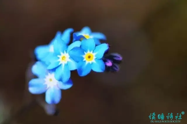戴望舒的诗有哪些（戴望舒现代诗歌简短） 第11张