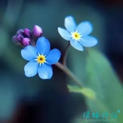 戴望舒的诗有哪些（戴望舒现代诗歌简短） 第17张