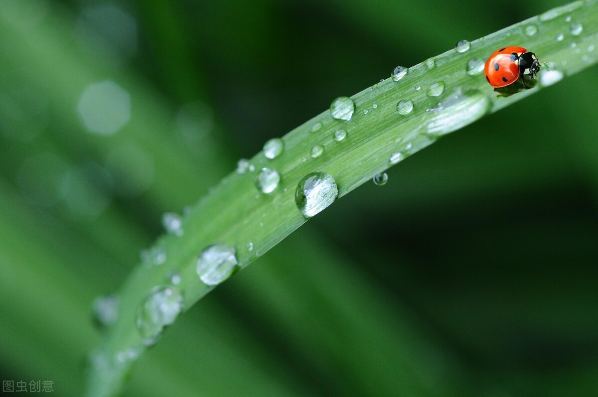有关春雨的诗句有哪些（有关春雨的古诗句） 第3张