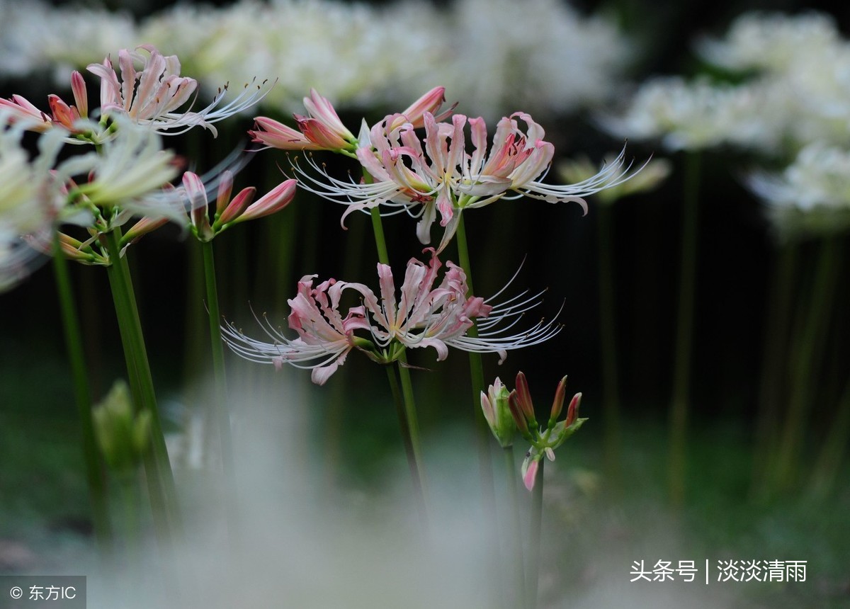 写彼岸花的诗有哪些（关于彼岸花的诗词名句） 第1张