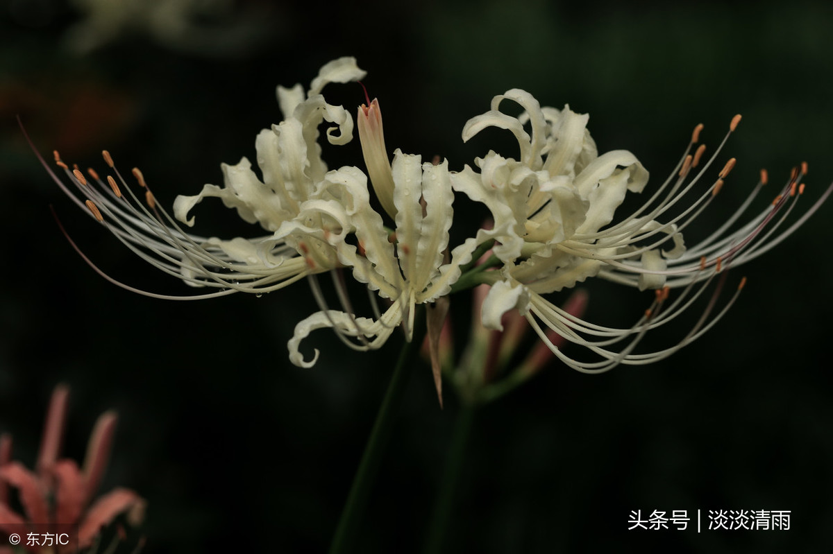 写彼岸花的诗有哪些（关于彼岸花的诗词名句） 第5张